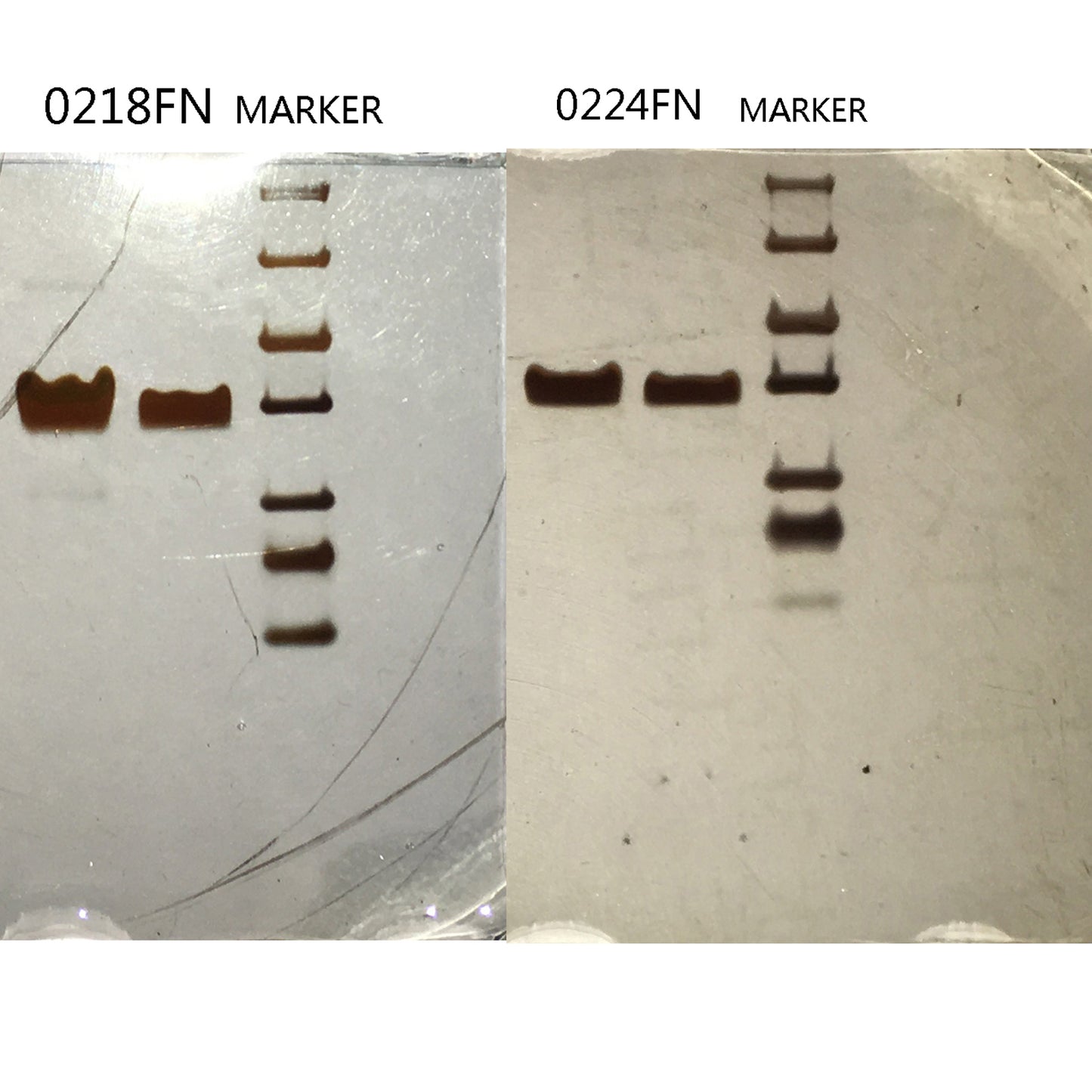 Fibronectin (FN)